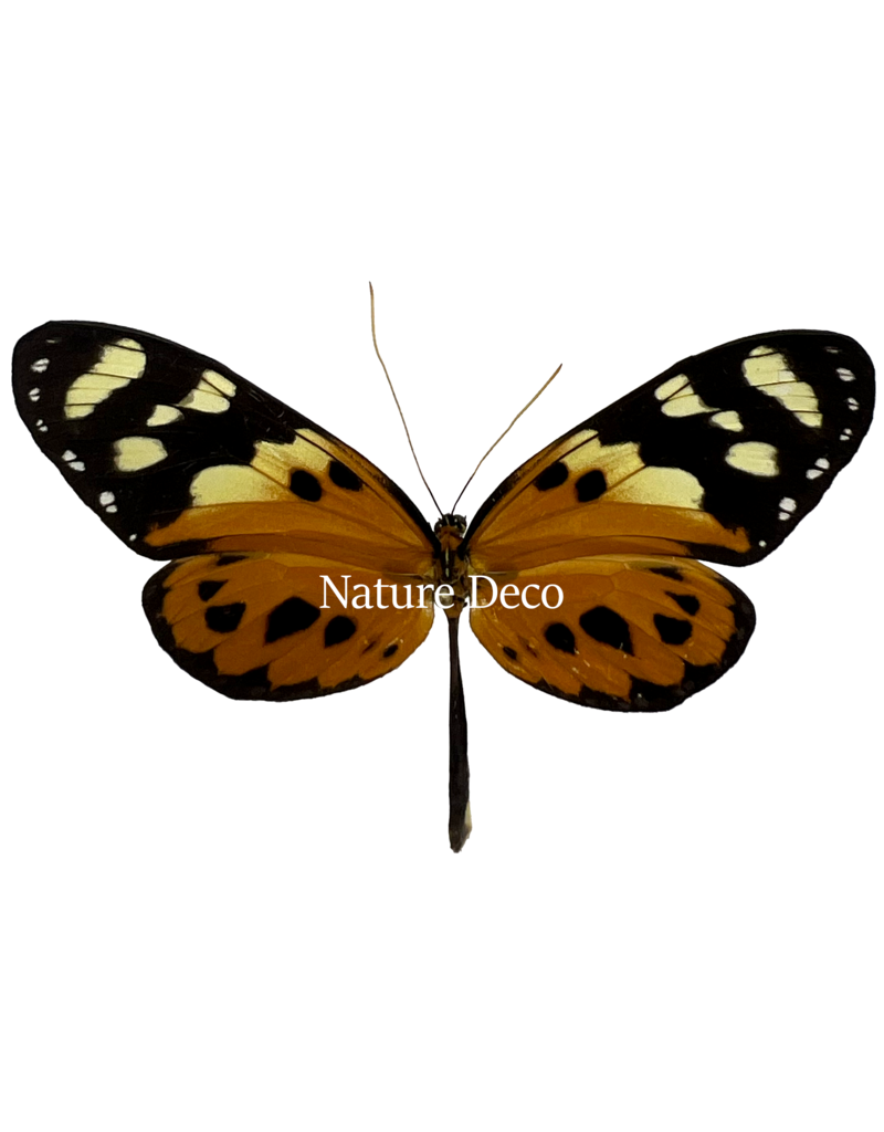 . Unmounted / dried  Tithorea harmonia	female