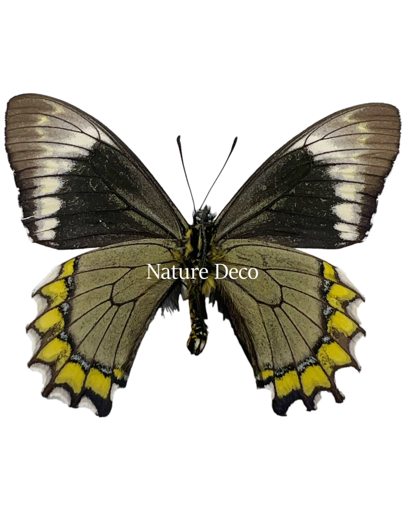 Nature Deco Battus madyes chlorodamas in luxury 3D frame 17 x 17cm