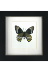 Nature Deco Battus madyes chlorodamas in luxe 3D lijst 17 x 17cm