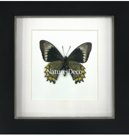 Nature Deco Battus madyes chlorodamas in luxe 3D lijst
