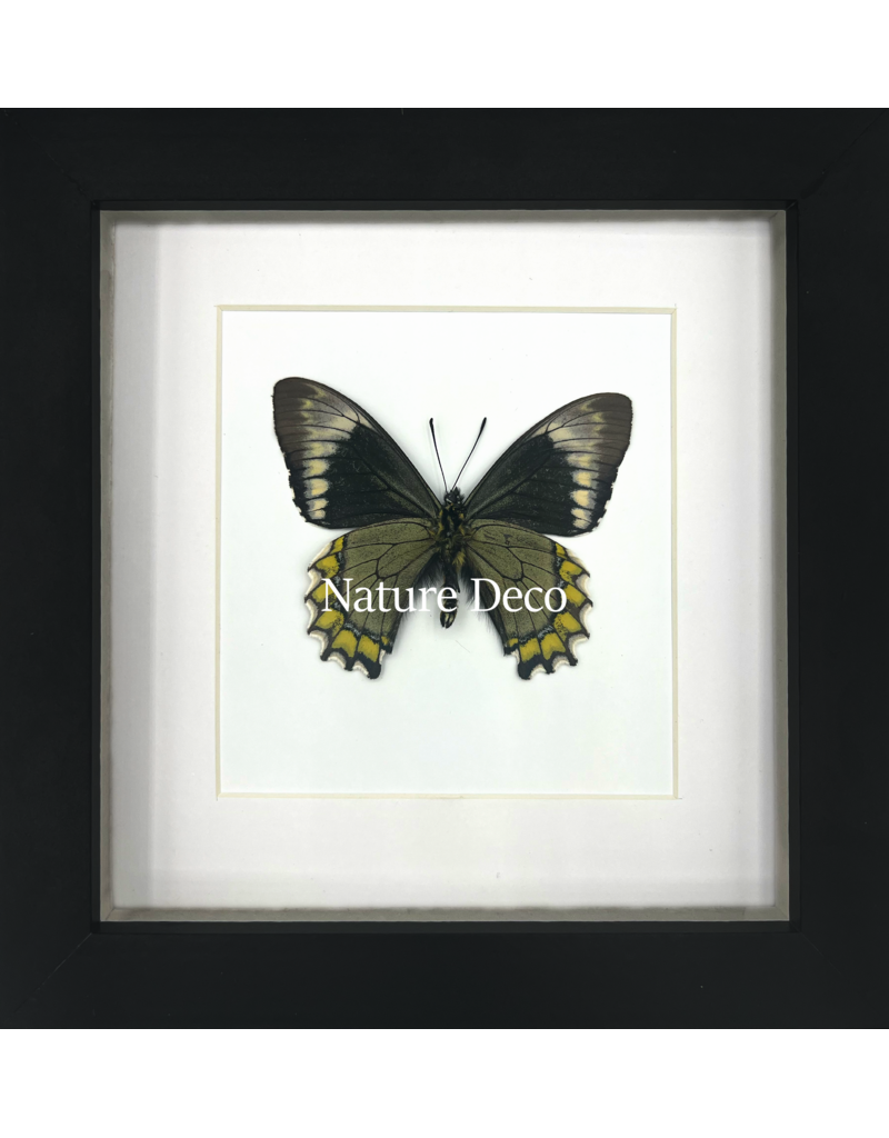 Nature Deco Battus madyes chlorodamas in luxe 3D lijst 17 x 17cm