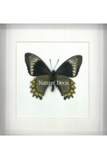 Nature Deco Battus madyes chlorodamas in luxury 3D frame 17 x 17cm