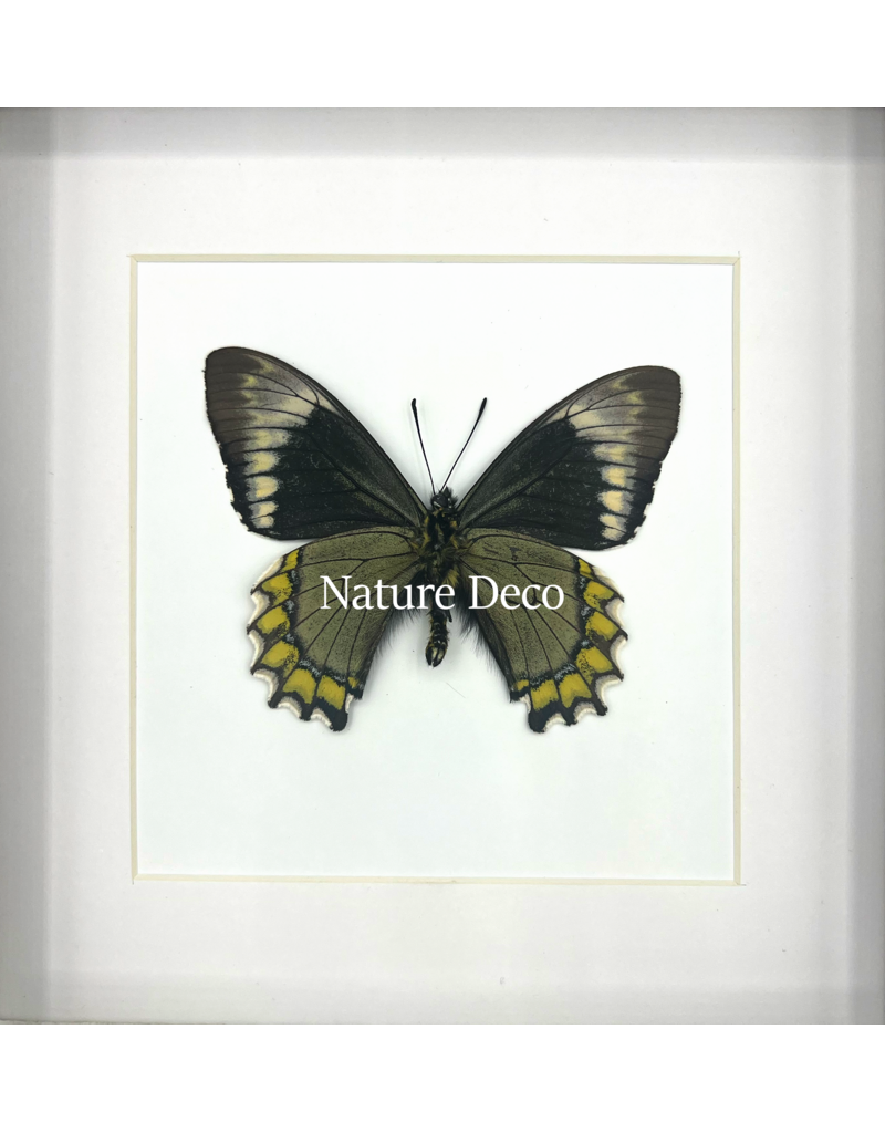 Nature Deco Battus madyes chlorodamas in luxury 3D frame 17 x 17cm