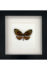 Nature Deco Tithorea harmonia male in luxury 3D frame 17 x 17cm