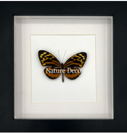 Nature Deco Tithorea harmonia male in luxury 3D frame
