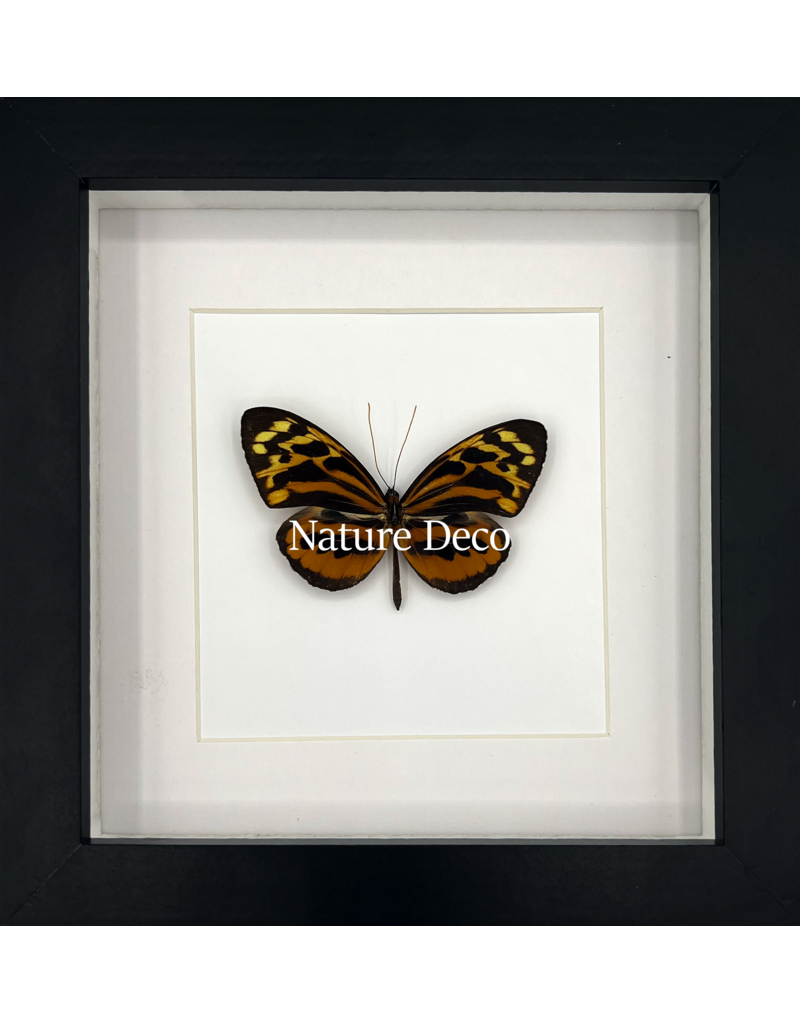 Nature Deco Tithorea harmonia man in luxe 3D lijst 17 x 17cm