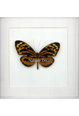 Nature Deco Tithorea harmonia male in luxury 3D frame 17 x 17cm