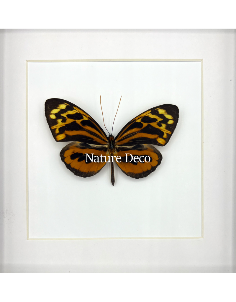 Nature Deco Tithorea harmonia male in luxury 3D frame 17 x 17cm