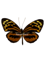 Nature Deco Tithorea harmonia male in luxury 3D frame 17 x 17cm