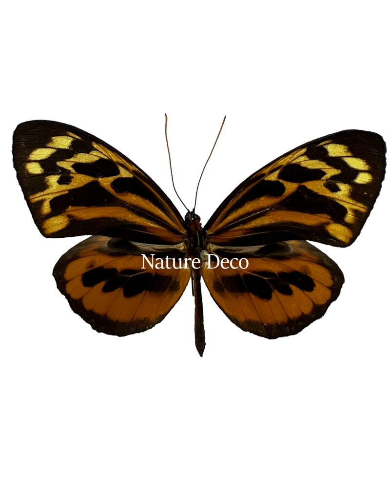 Nature Deco Tithorea harmonia male in luxury 3D frame 17 x 17cm
