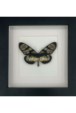 Nature Deco Thyridia Psider in luxury 3D frame 17 x 17cm