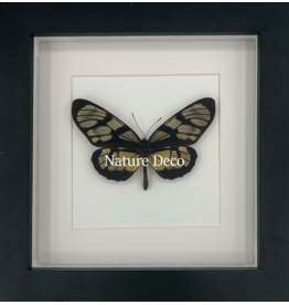 Nature Deco Thyridia Psider in luxe 3D lijst