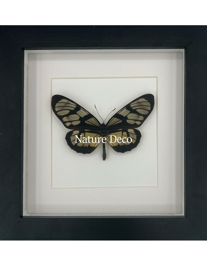 Nature Deco Thyridia Psider in luxury 3D frame 17 x 17cm