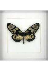 Nature Deco Thyridia Psider in luxury 3D frame 17 x 17cm