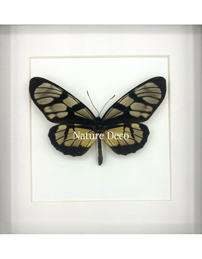 Nature Deco Thyridia Psider in luxe 3D lijst 17 x 17cm