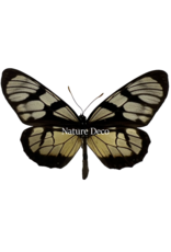 Nature Deco Thyridia Psider in luxury 3D frame 17 x 17cm