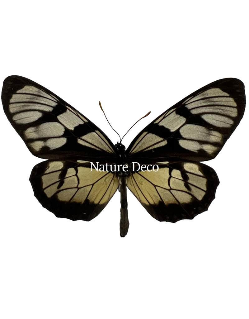 Nature Deco Thyridia Psider in luxury 3D frame 17 x 17cm