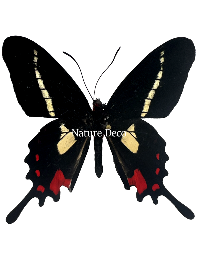 Nature Deco  Parides Agavus in luxury 3D frame 17 x 17cm