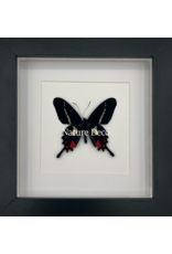 Nature Deco  Parides Agavus in luxe 3D lijst 17 x 17cm