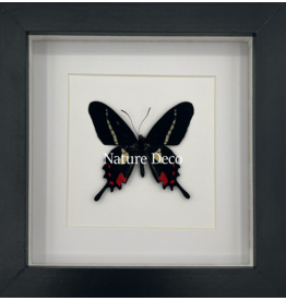 Nature Deco Parides Agavus in luxe 3D lijst