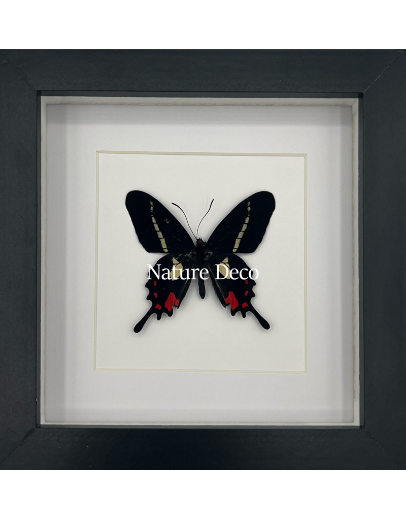 Nature Deco  Parides Agavus in luxury 3D frame 17 x 17cm