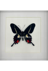 Nature Deco  Parides Agavus in luxury 3D frame 17 x 17cm