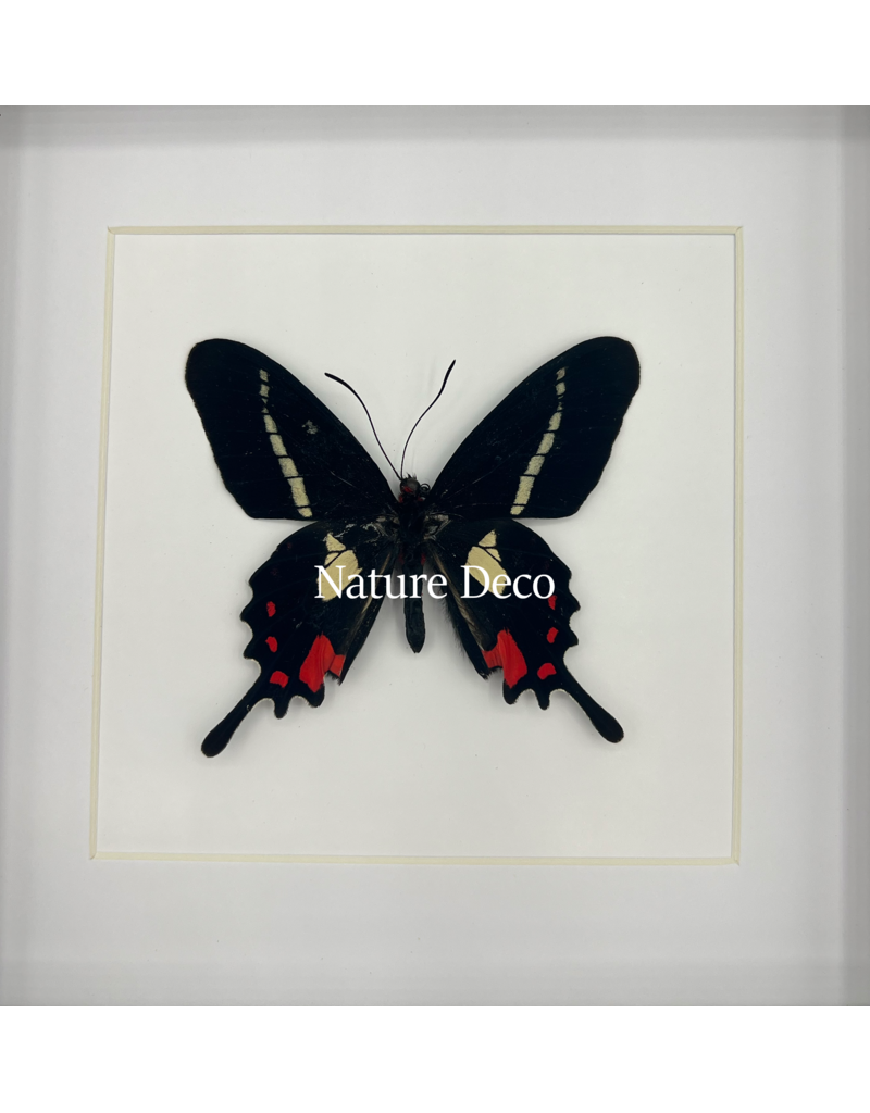 Nature Deco  Parides Agavus in luxe 3D lijst 17 x 17cm