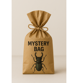 Nature Deco Unmounted insects Mystery Bag! €25,-