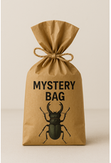 Nature Deco Unmounted inects Mystery Bag! €25,-
