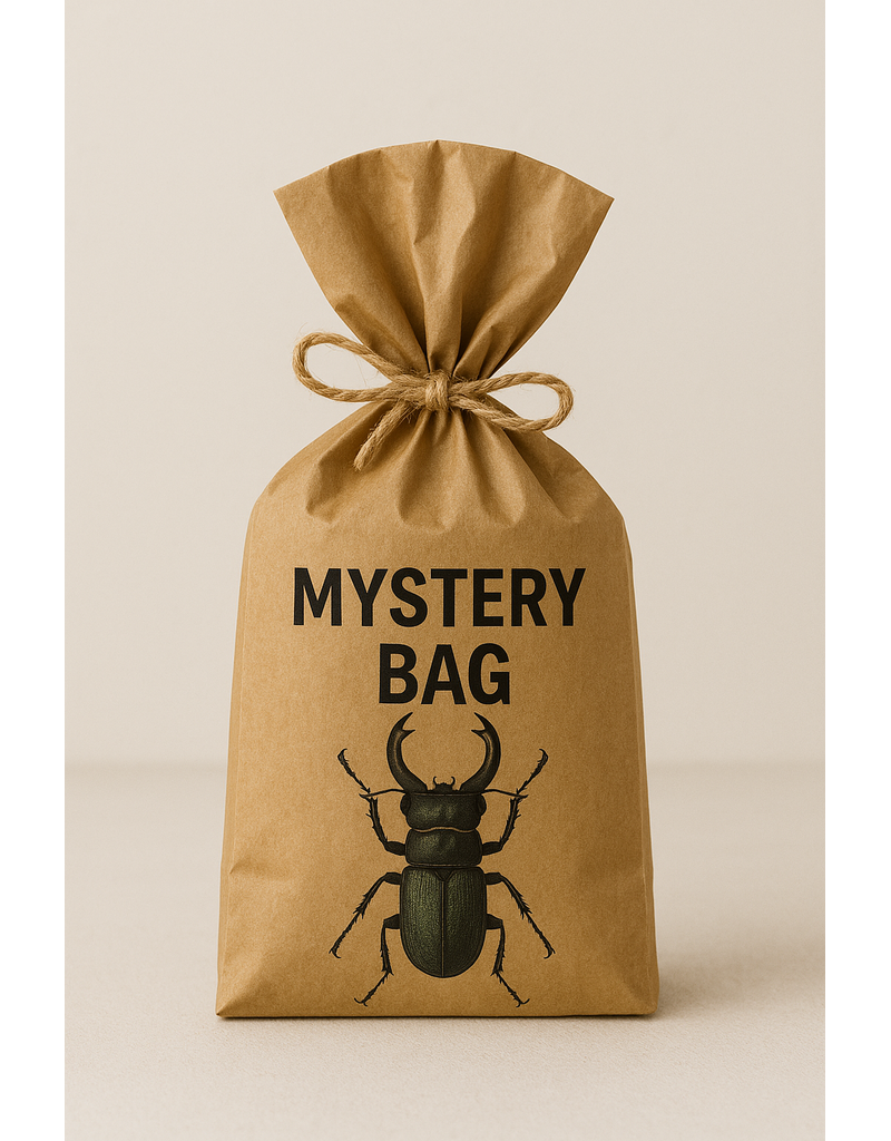 Nature Deco Ongeprepareerde Insecten Mystery Bag! €50,-
