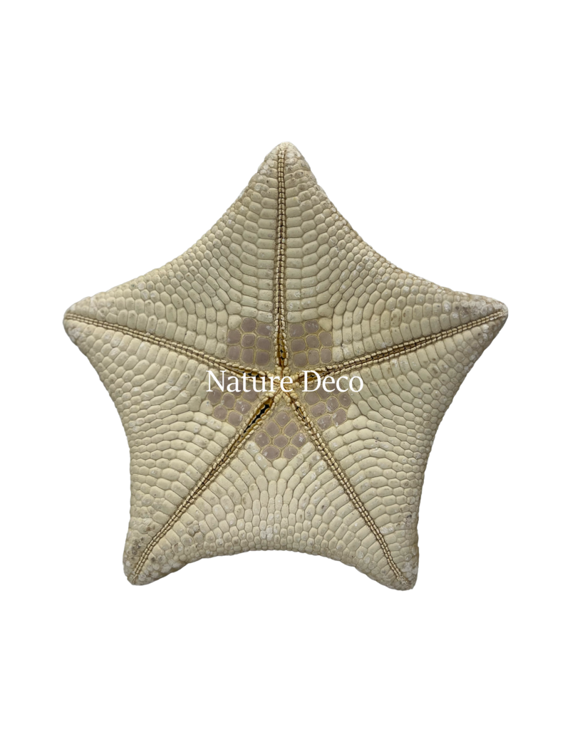 . XXL starfish pillow