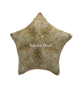 . XXL starfish pillow