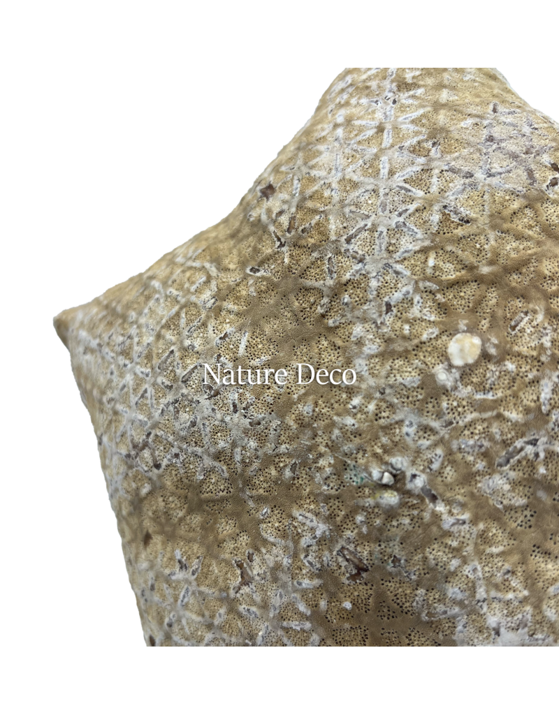 . XXL starfish pillow