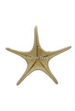 . XXL starfish "red tip"