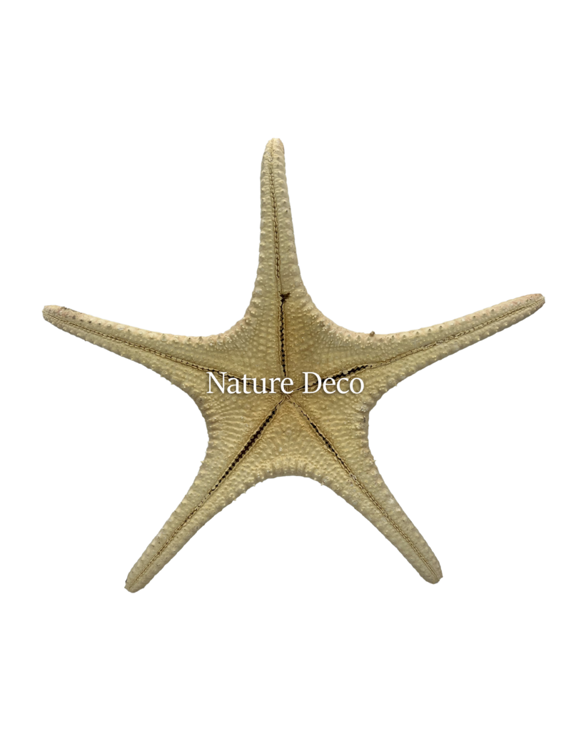 . XXL starfish "red tip"