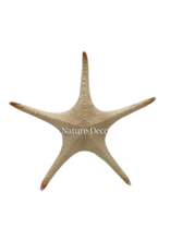 . XXL starfish "red tip"