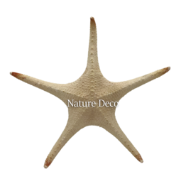 . XXL zeester "red tip"