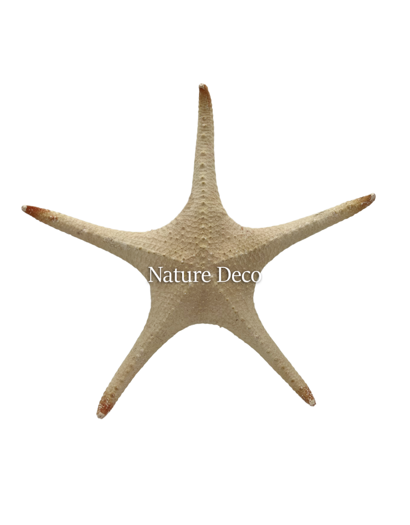 . XXL starfish "red tip"