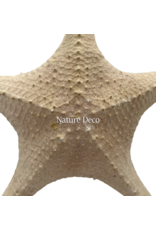 . XXL starfish "red tip"