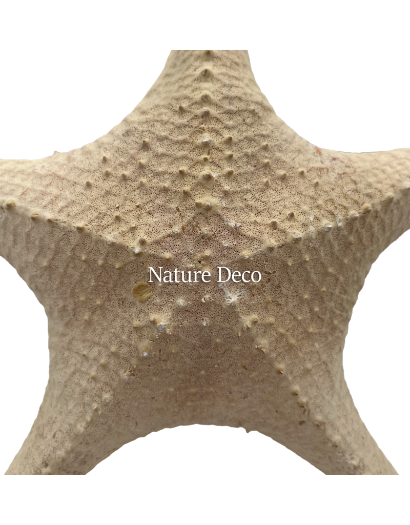 . XXL starfish "red tip"