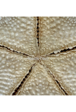 . XXL starfish "red tip"