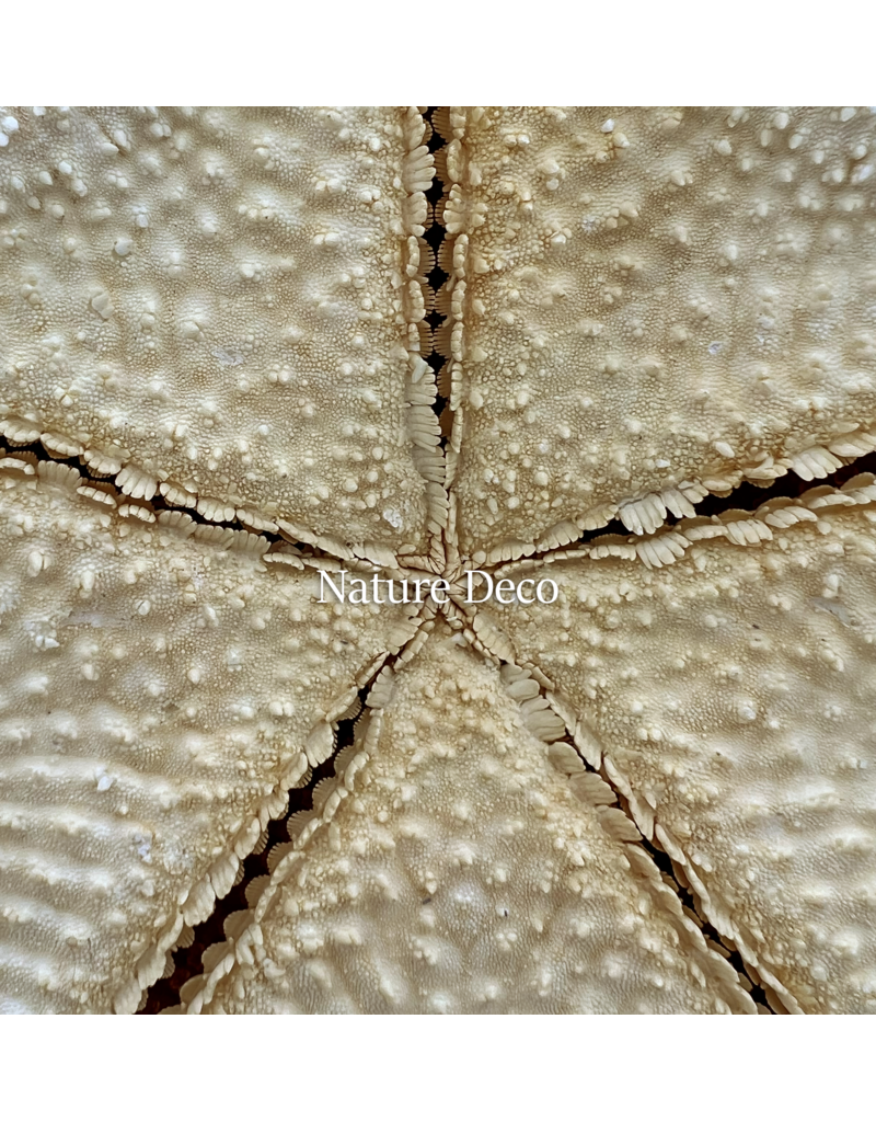 . XXL starfish "red tip"