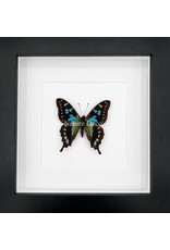 Nature Deco Graphium Stresemanni in luxury 3D frame 17 x 17cm