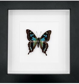 Nature Deco Graphium Stresemanni in luxe 3D lijst