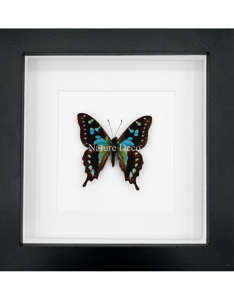 Nature Deco Graphium Stresemanni in luxury 3D frame 17 x 17cm