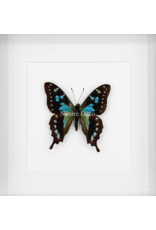 Nature Deco Graphium Stresemanni in luxury 3D frame 17 x 17cm