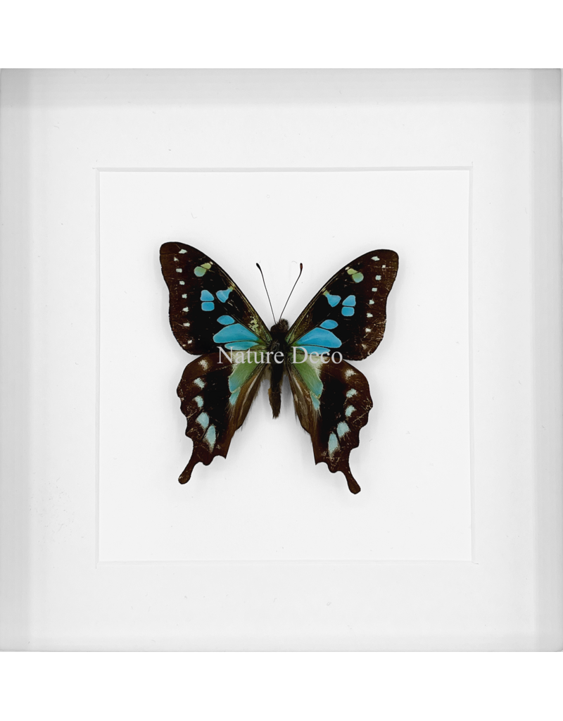 Nature Deco Graphium Stresemanni in luxury 3D frame 17 x 17cm