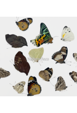 . Ongeprepareerde Madagascar mix 15 stuks