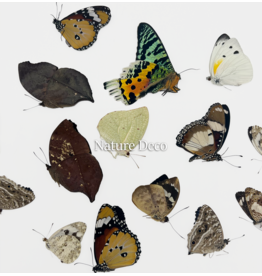 . Unmounted / dried Madagascar mix, 15 pieces