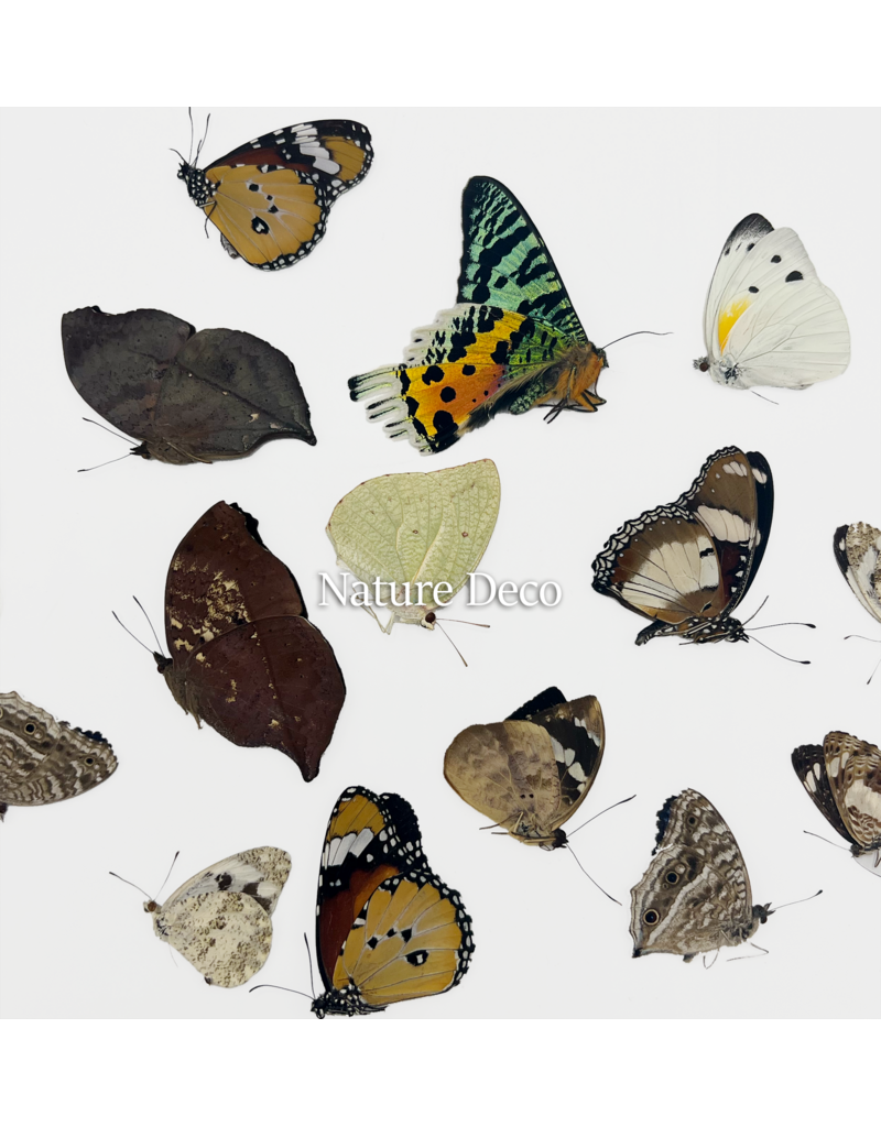 . Unmounted / dried Madagascar mix, 15 pieces